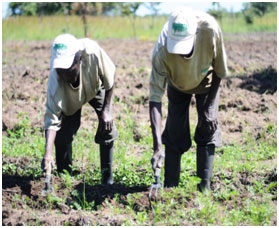 farm workers | Connect Africa | image